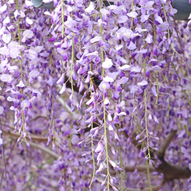 町内の藤の花が満開です